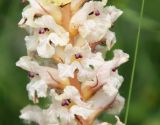 Orobanche crenata. Цветки. Краснодарский край, м/о Анапа, пос. Витязево, Санаторный пр-д, широкий газон с тополями вдоль улицы. 29.05.2021.