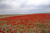 Papaver arenarium