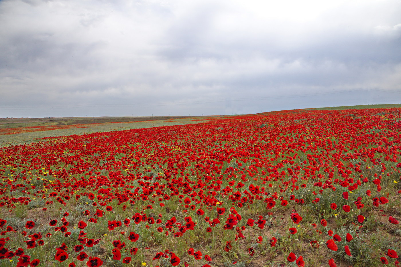 Изображение особи Papaver arenarium.