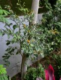 Solanum pseudocapsicum. Плодоносящее растение. Египет, мухафаза Каир, г. Каир, в культуре. 08.05.2023.
