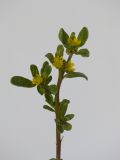 Image of taxon representative. Author is Раду Кибзий