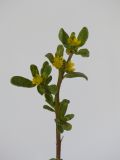 Portulaca oleracea