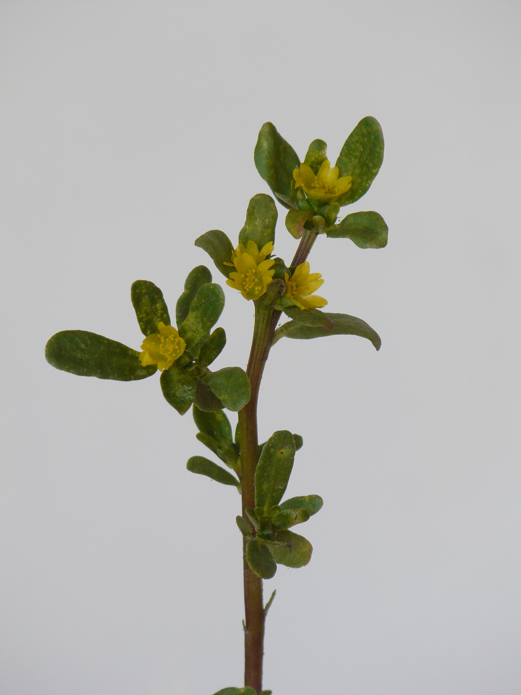 Image of Portulaca oleracea specimen.
