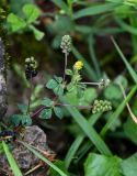 Medicago lupulina