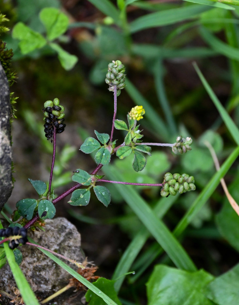 Изображение особи Medicago lupulina.