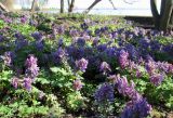 Corydalis solida