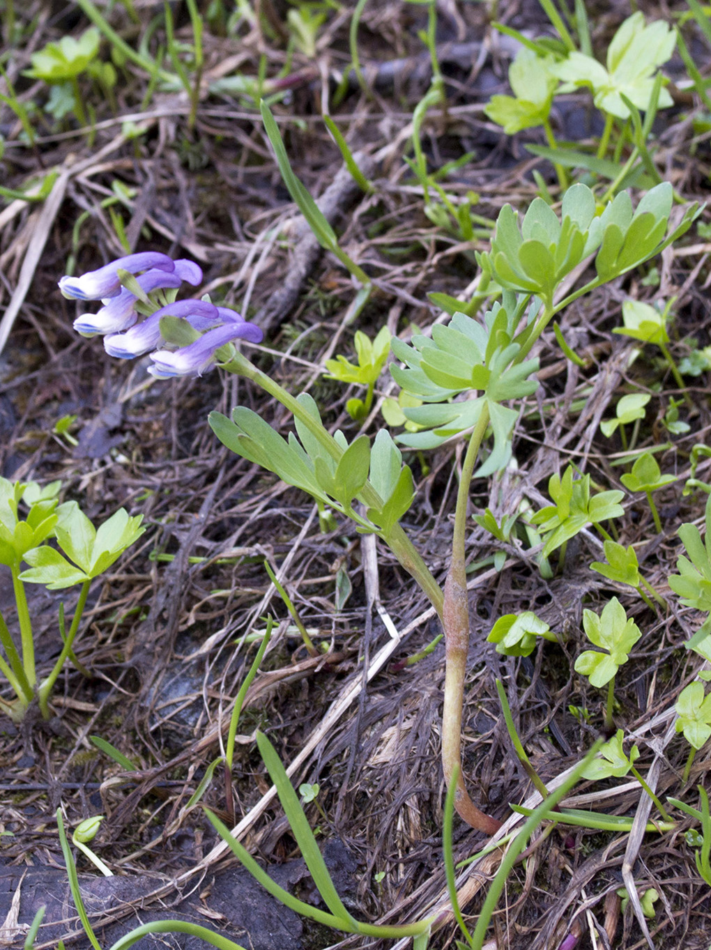 Изображение особи Corydalis conorhiza.