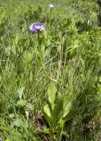 Primula auriculata