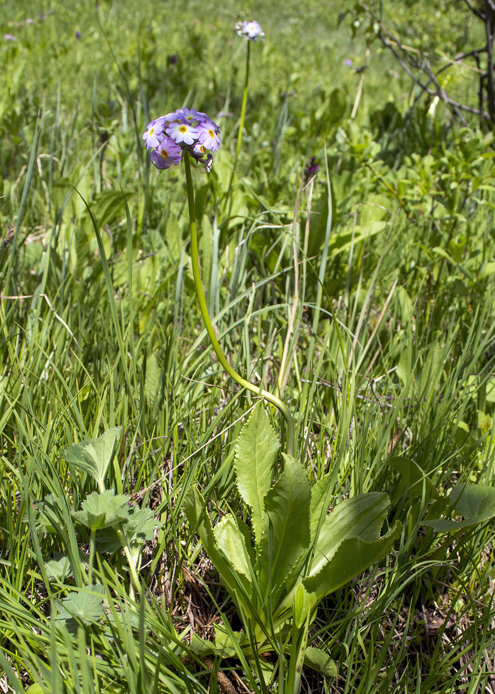 Image of Primula auriculata specimen.