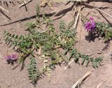 Oxytropis glabra