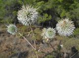 Echinops spinosissimus