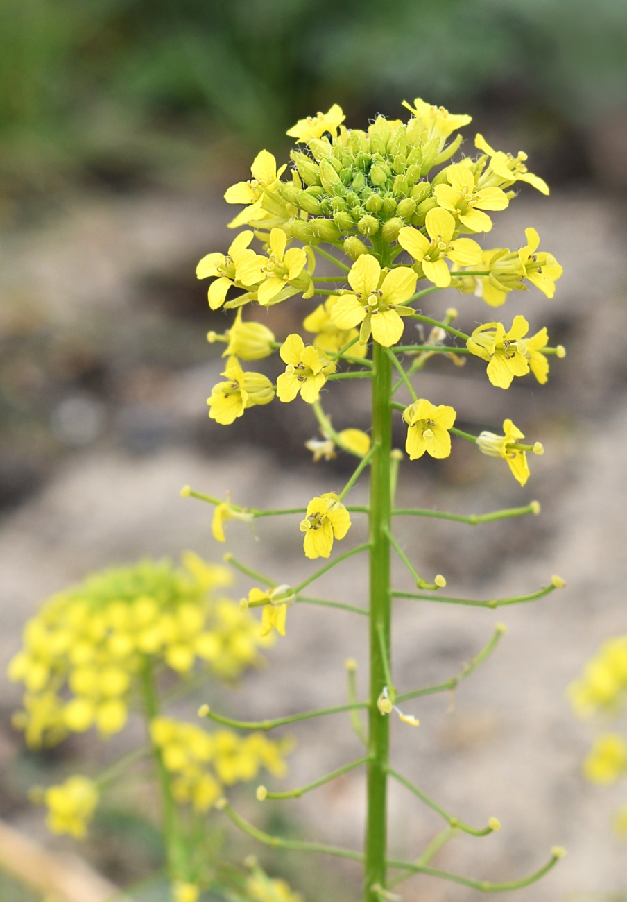 Изображение особи Sisymbrium loeselii.