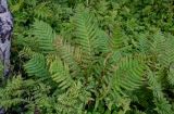 Osmundastrum asiaticum. Вегетирующие растения в сообществе с Dryopteris expansa и Maianthemum dilatatum. Сахалин, г. Южно-Сахалинск, горнолыжный комплекс \"Горный воздух\", опушка смешанного леса. 11.08.2023.