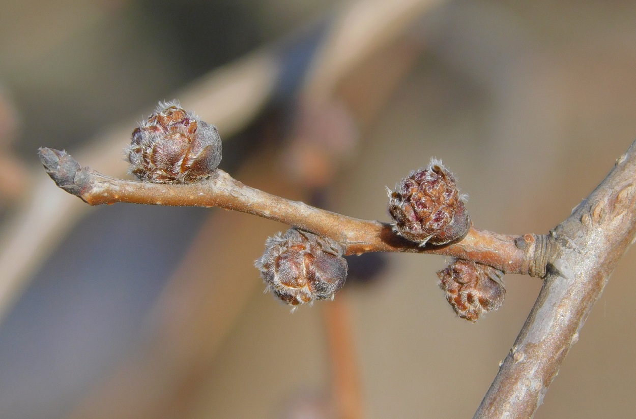 Image of Ulmus minor specimen.