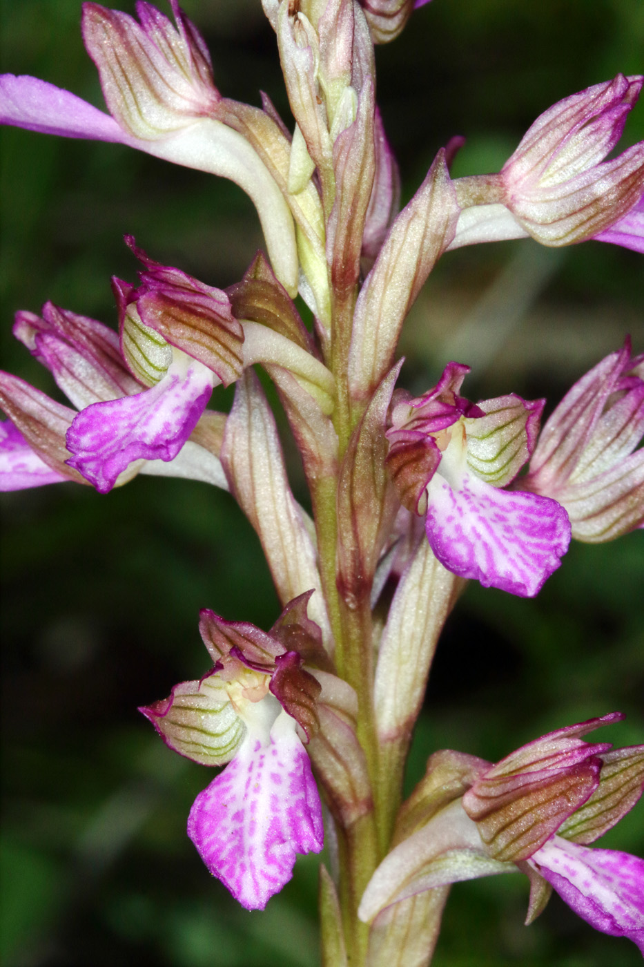 Image of Anacamptis papilionacea ssp. schirwanica specimen.