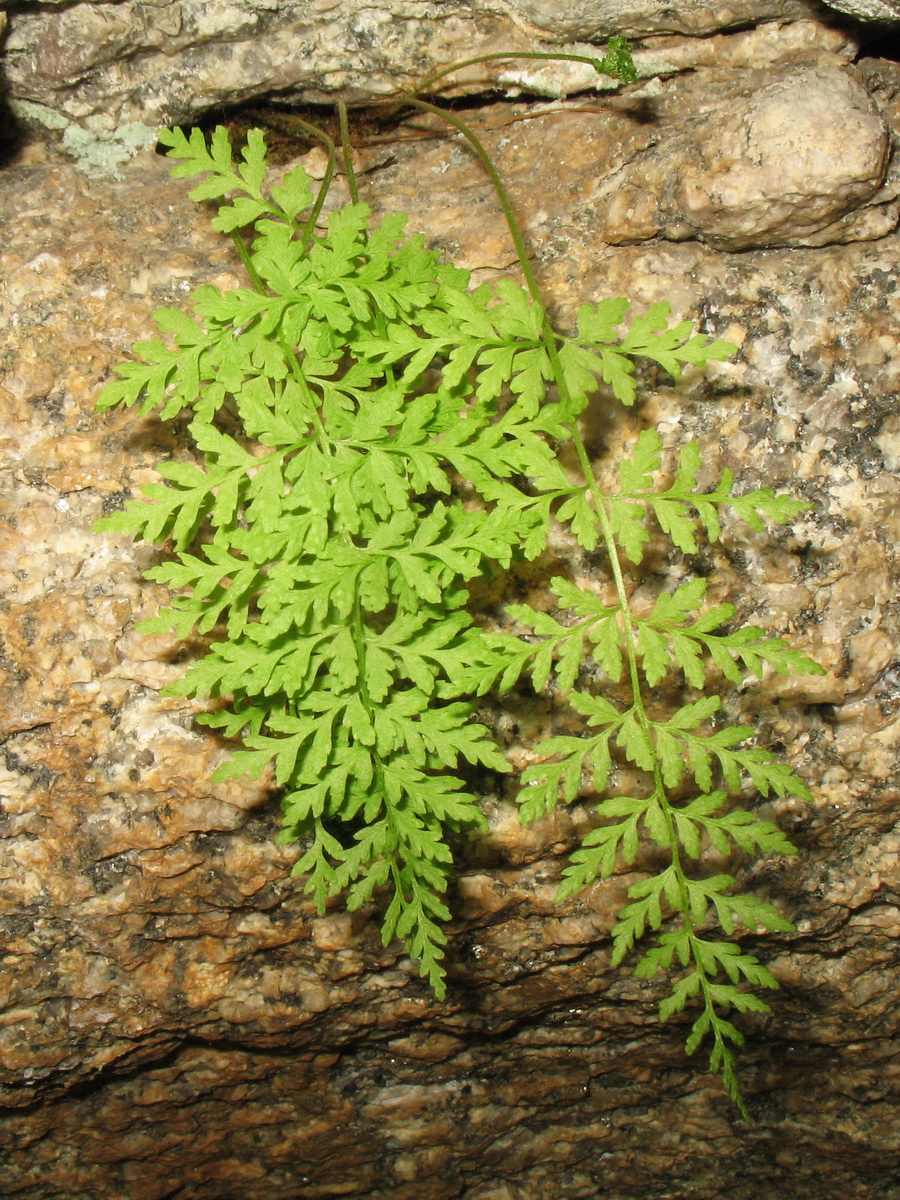 Image of Cystopteris altajensis specimen.