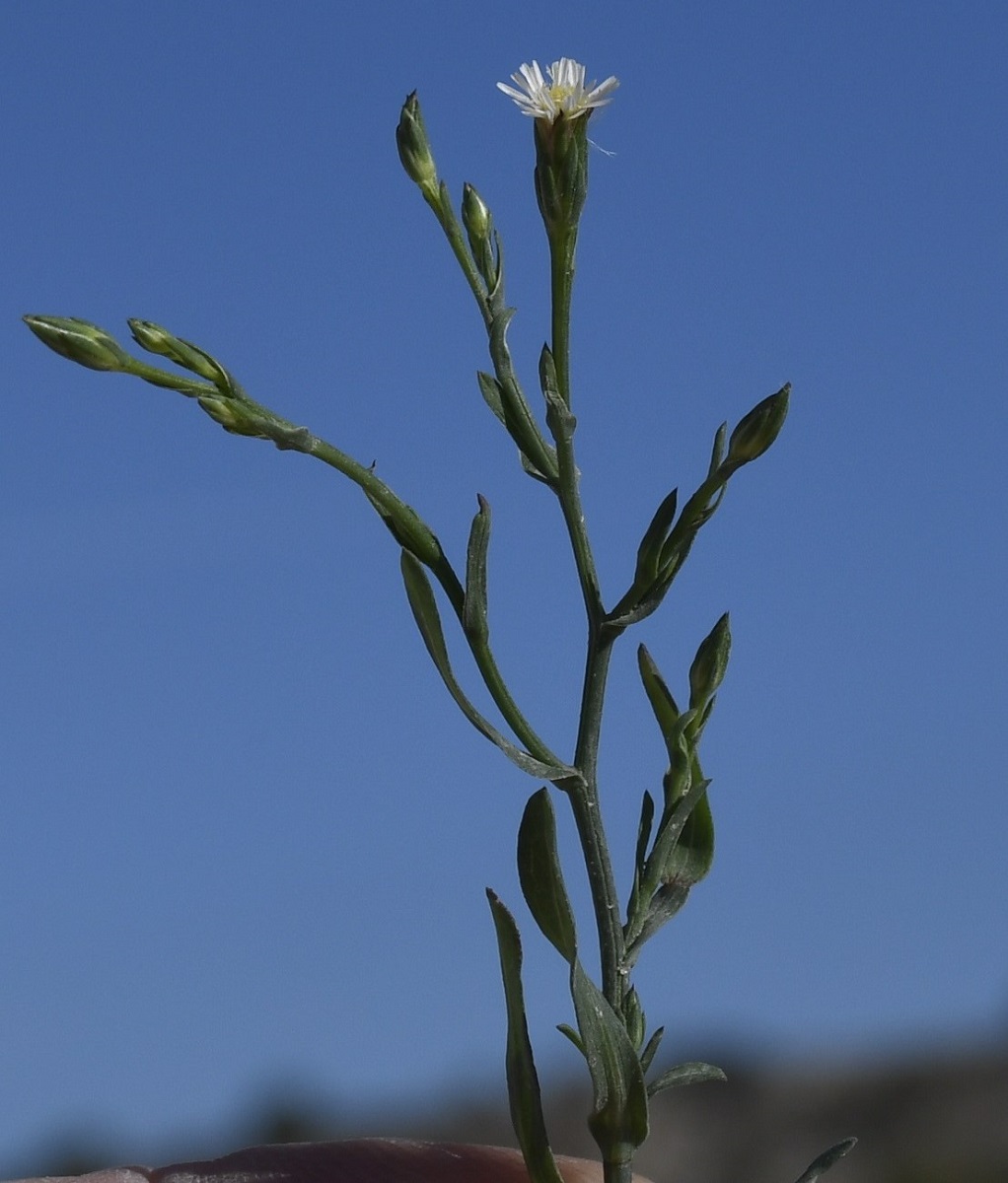 Image of Symphyotrichum subulatum var. squamatum specimen.