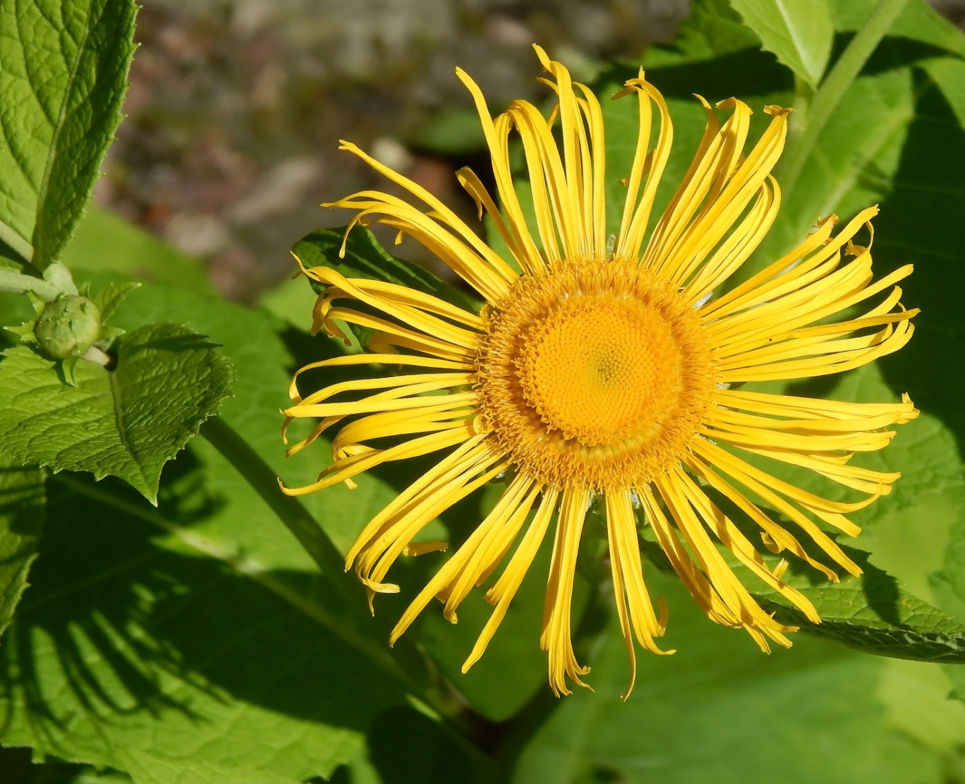 Image of Telekia speciosa specimen.