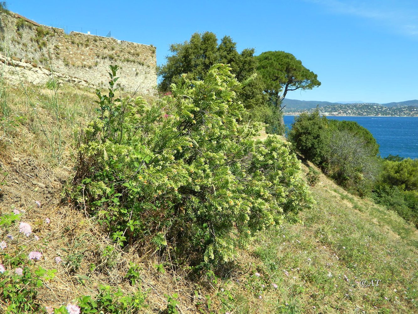 Image of Daphne gnidium specimen.