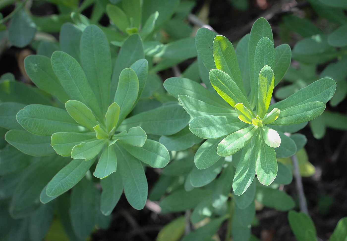 Изображение особи Euphorbia korshinskyi.