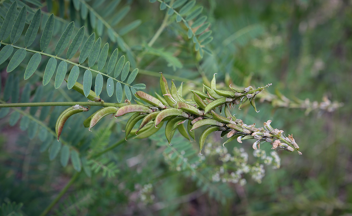 Изображение особи Astragalus falcatus.