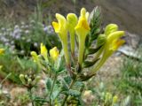 Scutellaria comosa