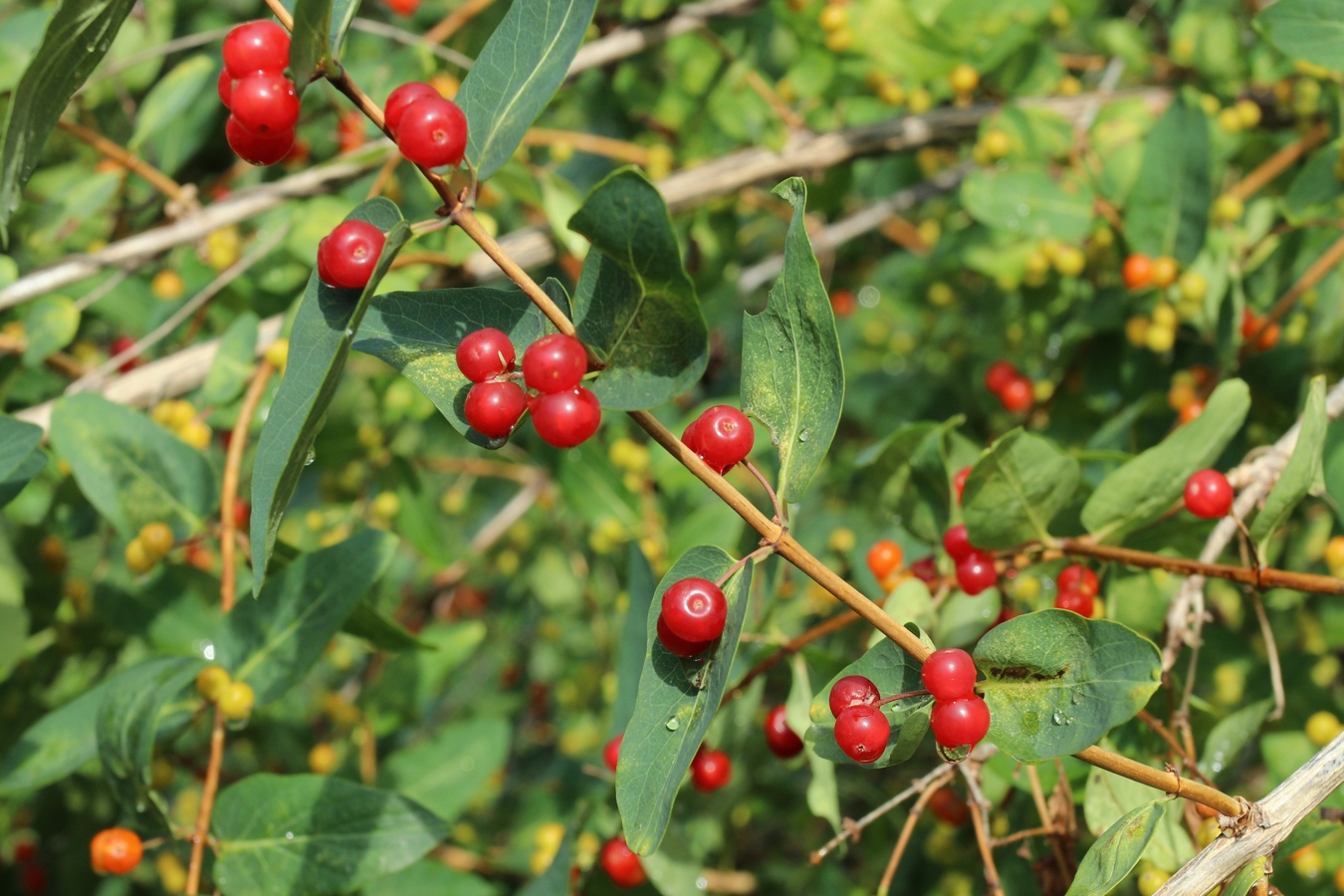 Изображение особи Lonicera tatarica.