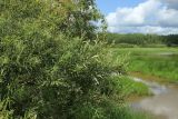 Salix viminalis. Часть кроны. Новгородская обл., Новгородский р-н, дер. Юрьево, окр. музея «Витославлицы», берег. оз. Мячино под откосом дорожной насыпи, опушка травяного ивняка. 24.07.2023.