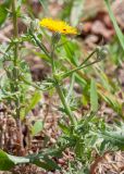 Crepis aculeata. Цветущее растение. Израиль, г. Яффо, на обочине дороги. 25.03.2024.