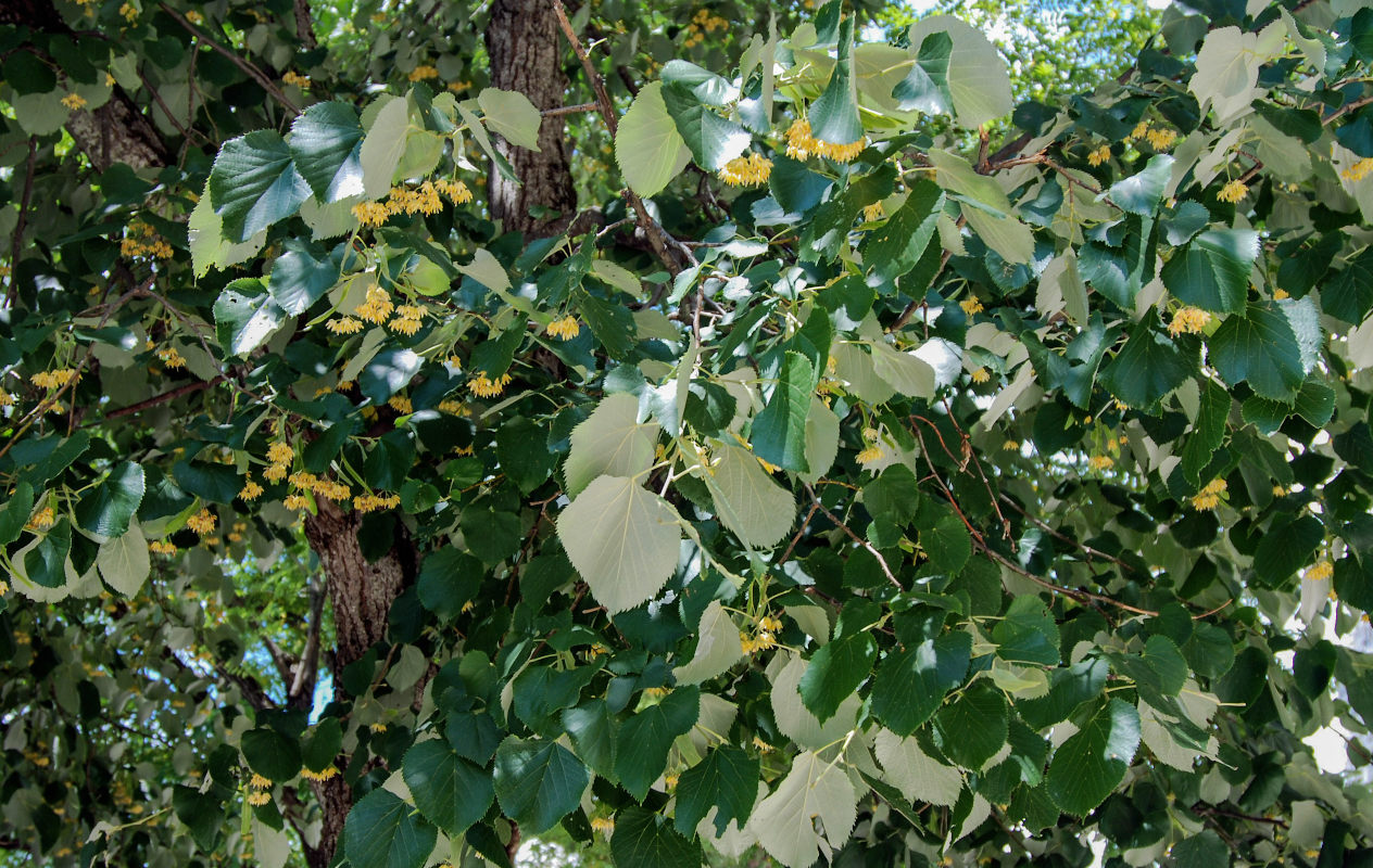 Изображение особи Tilia tomentosa.