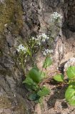 Arabis nordmanniana