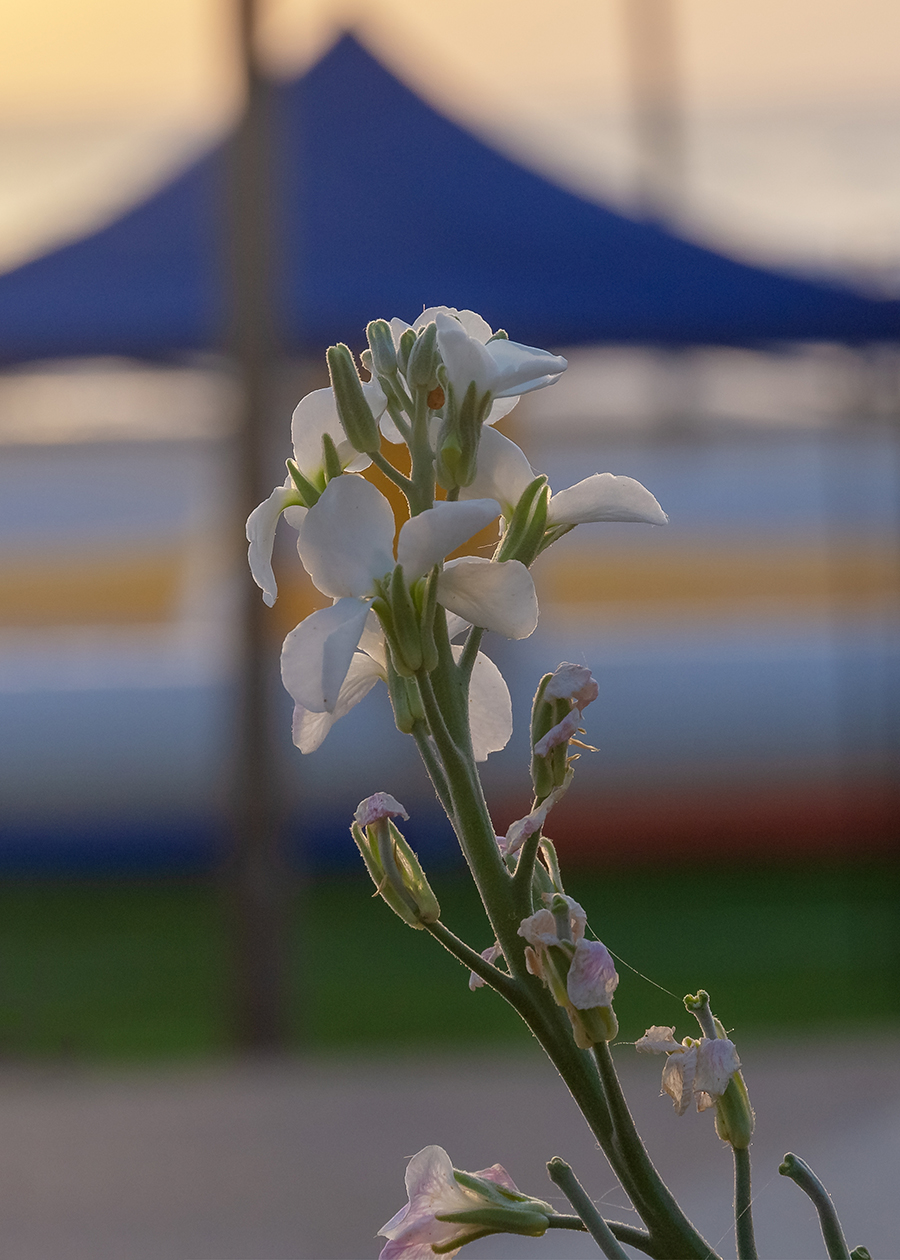 Изображение особи Matthiola incana.