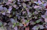 Alternanthera brasiliana. Верхушки цветущих растений. Египет, мухафаза Кена, г. Луксор, в культуре. 06.05.2023.