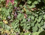 Geranium rotundifolium. Верхушки побегов с цветками. Испания, Каталония, пров. Жирона, комарка Ла Гарроча, муниципалитет Сан-Фелиу-де-Пальеролс, 1050 м н.у.м., опушка буково-берёзового леса, разнотравное сообщество на уступе скалы. 19.04.2024.