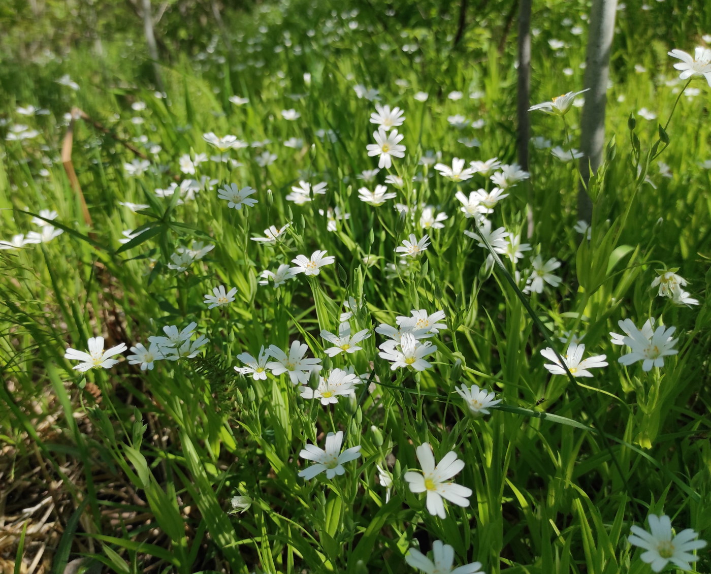 Изображение особи Stellaria holostea.