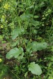 Brassica juncea