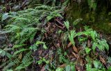 Hymenasplenium cheilosorum. Вегетирующие растения. Китай, провинция Хунань, ущелье р. Ланьчуаньси, каменистый склон. 08.06.2024.