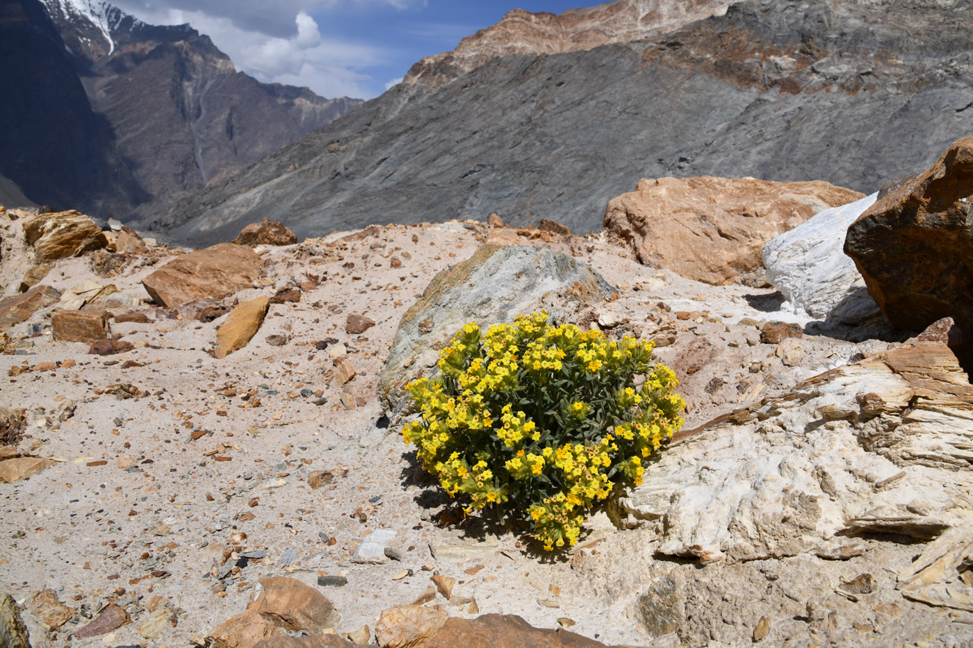Image of Arnebia tibetana specimen.