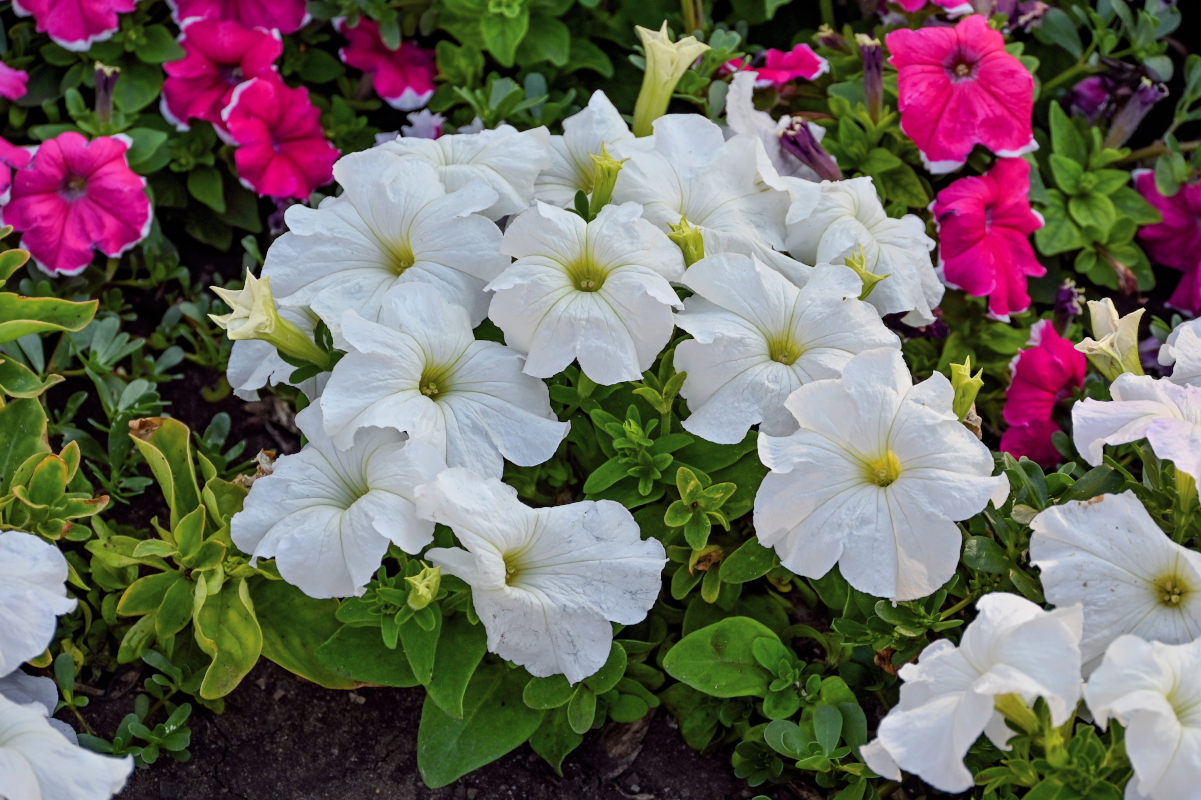 Image of Petunia × atkinsiana specimen.