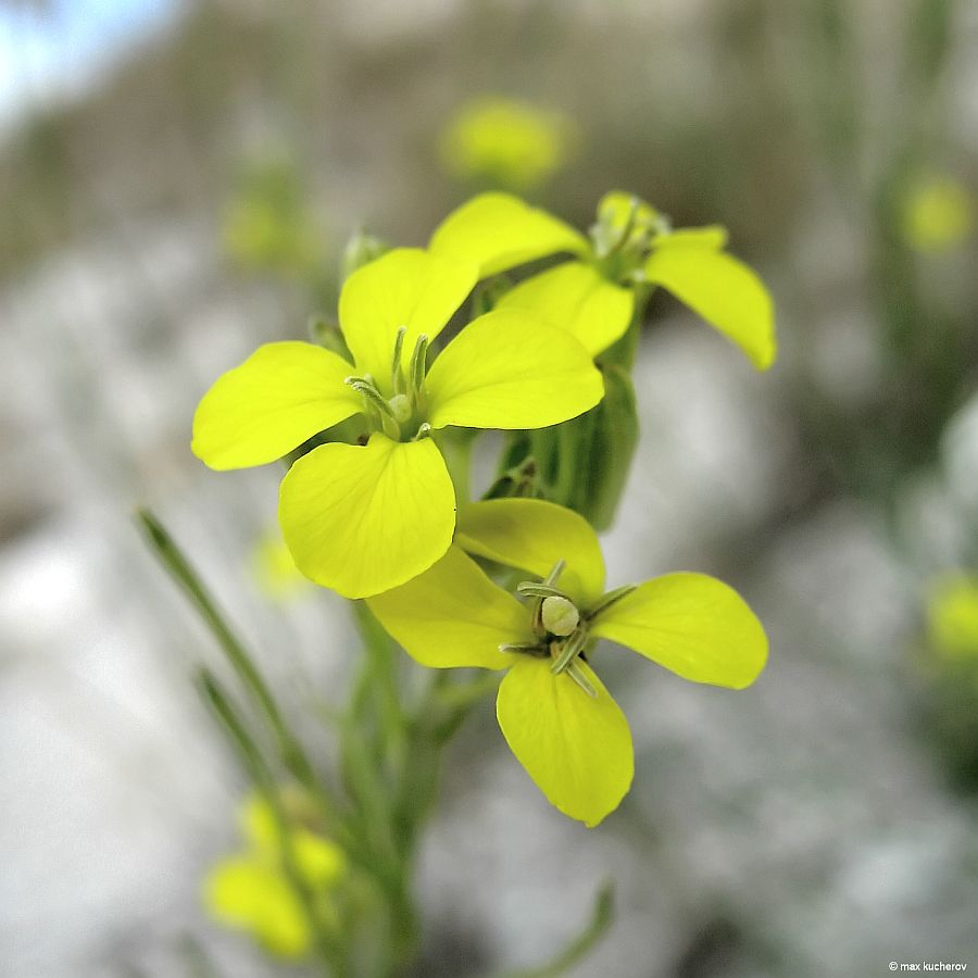 Изображение особи Erysimum cretaceum.