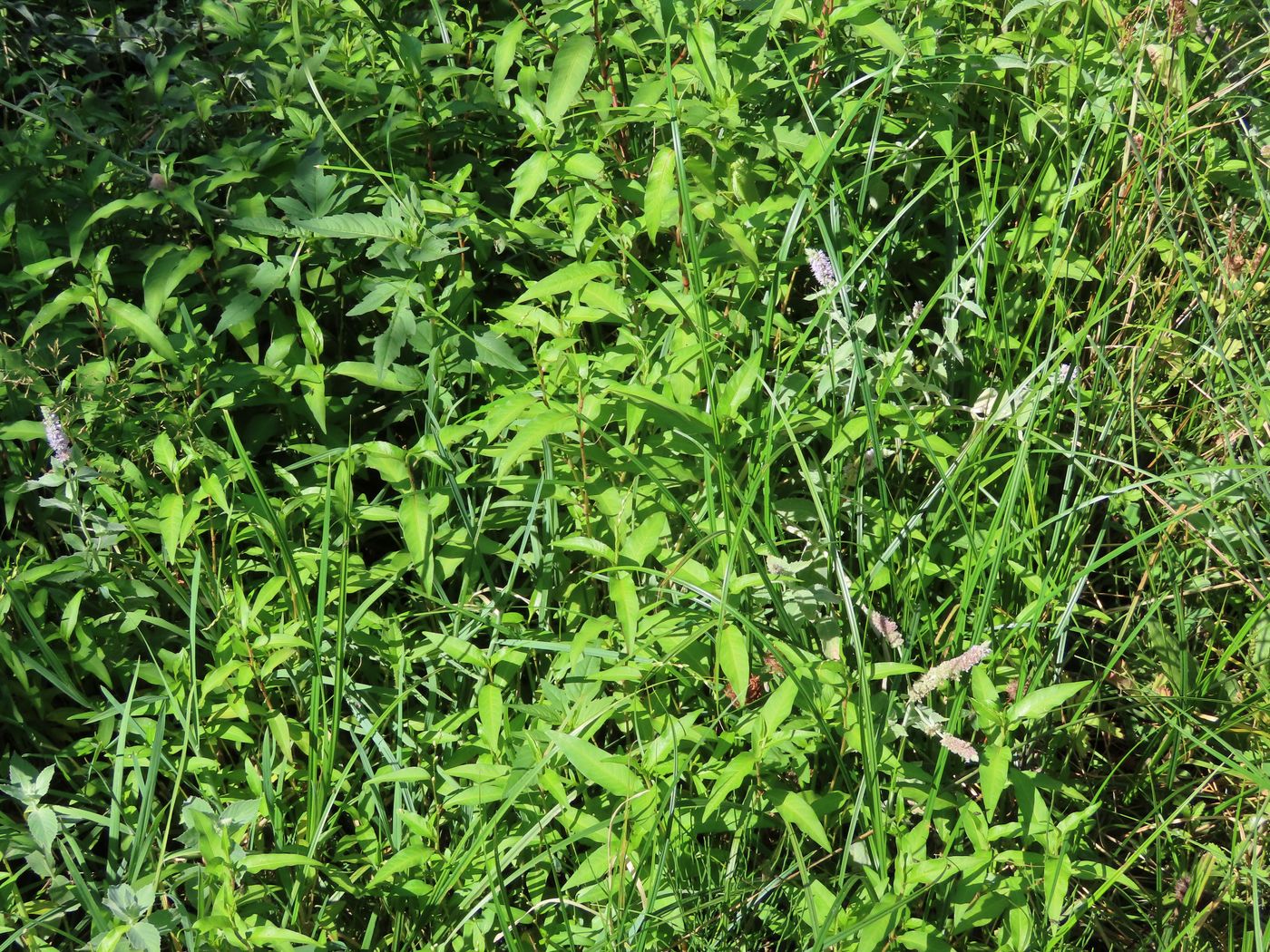 Изображение особи Persicaria hydropiper.