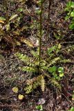 Pedicularis sceptrum-carolinum