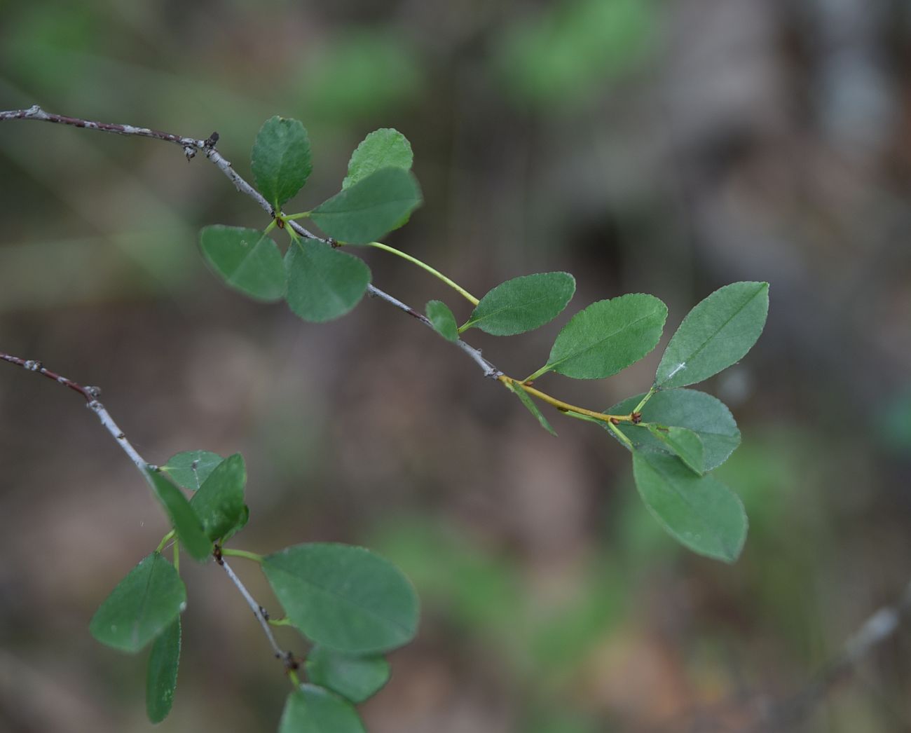 Image of Prunus spinosa specimen.