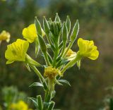 Oenothera rubricaulis