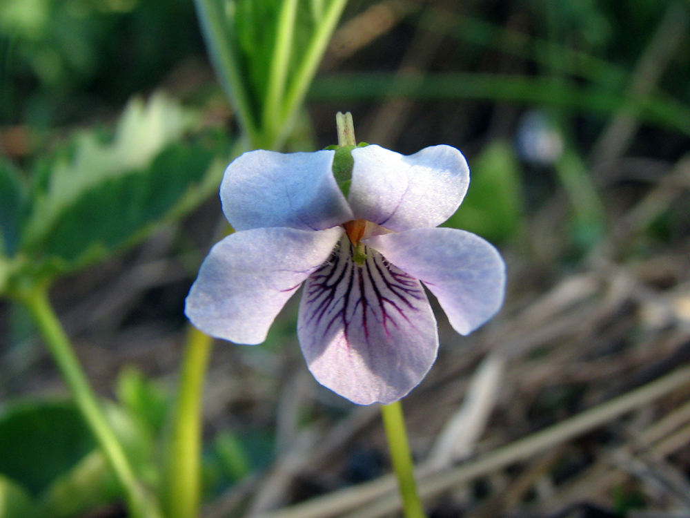 Изображение особи Viola palustris.