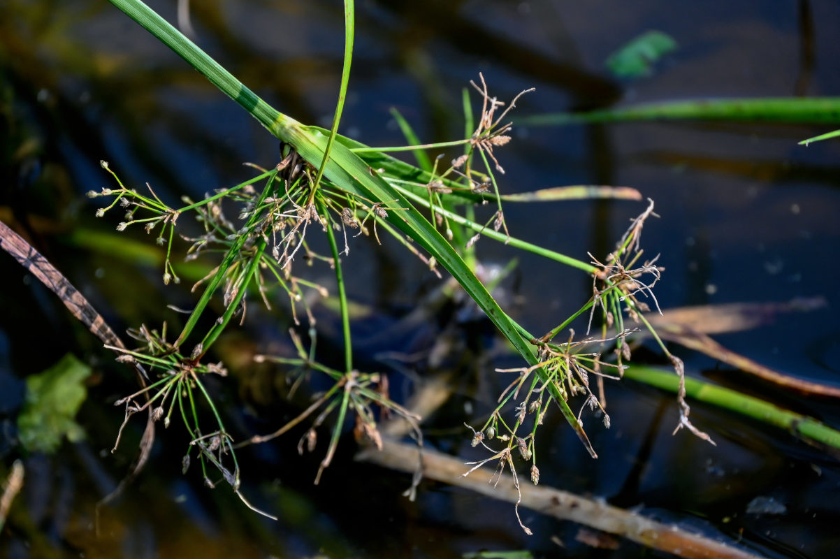 Изображение особи Scirpus radicans.