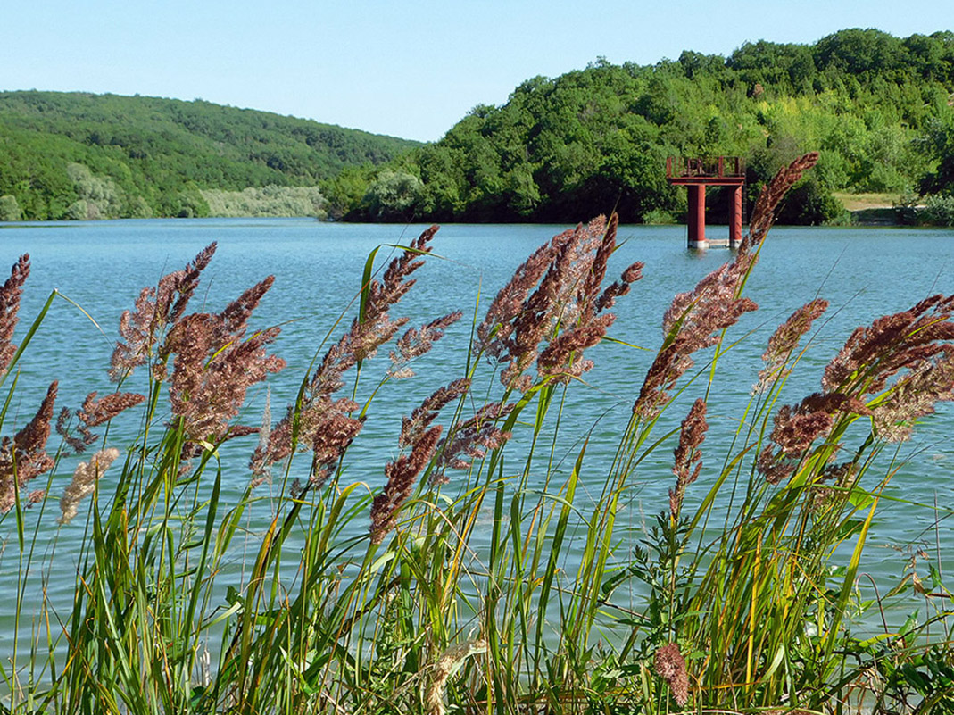 Image of Calamagrostis pseudophragmites specimen.