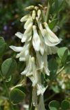 Hedysarum flavescens