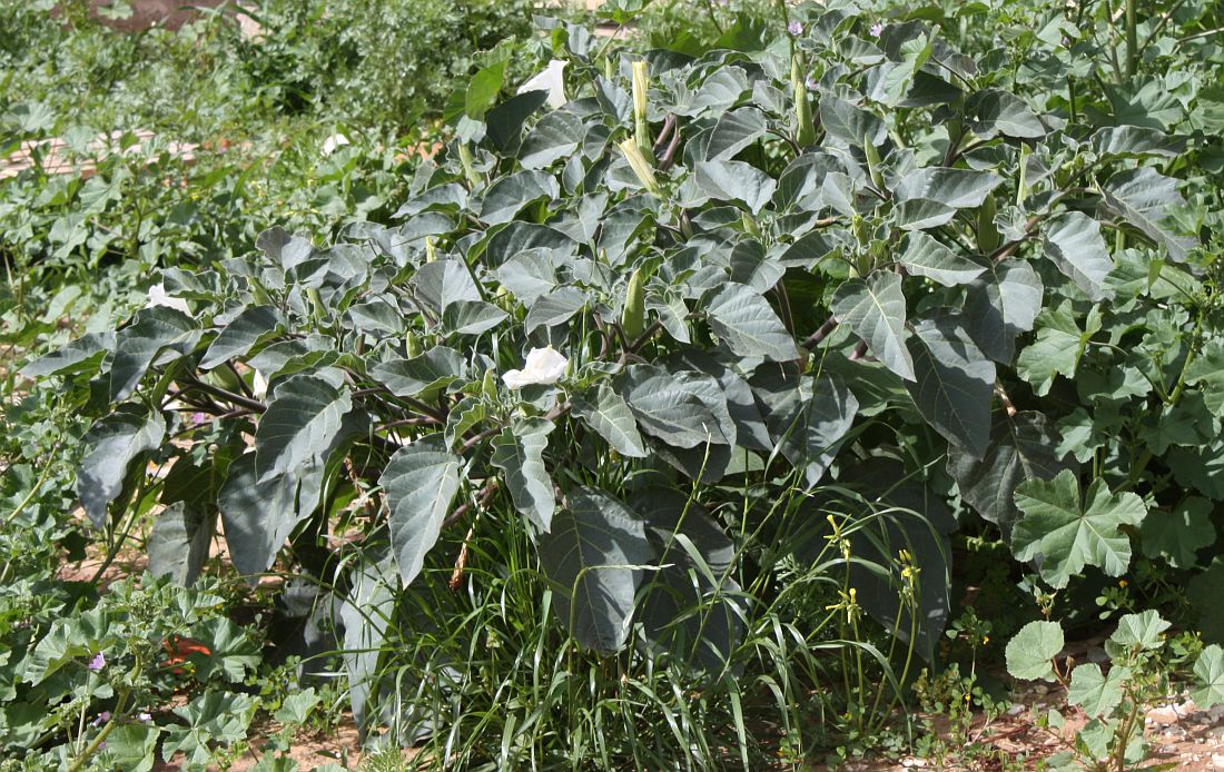 Изображение особи Datura innoxia.