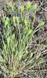 Eremopyrum triticeum